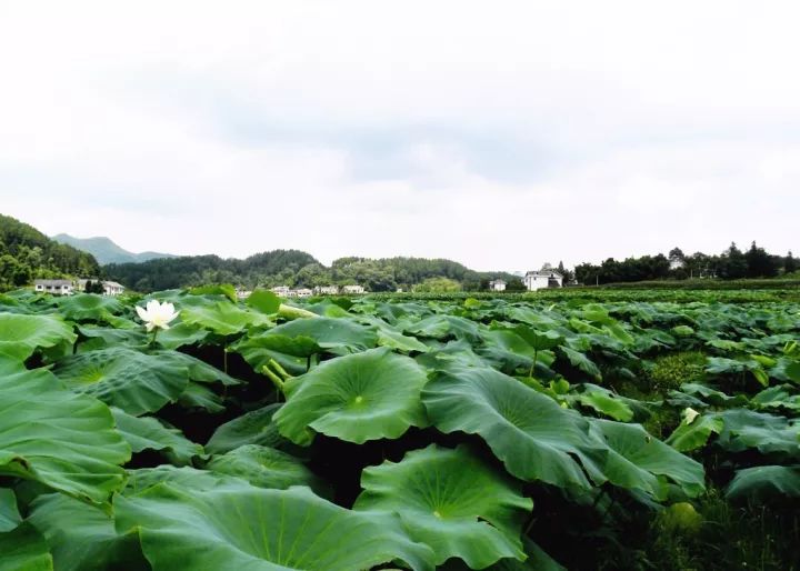 望城区白箬铺