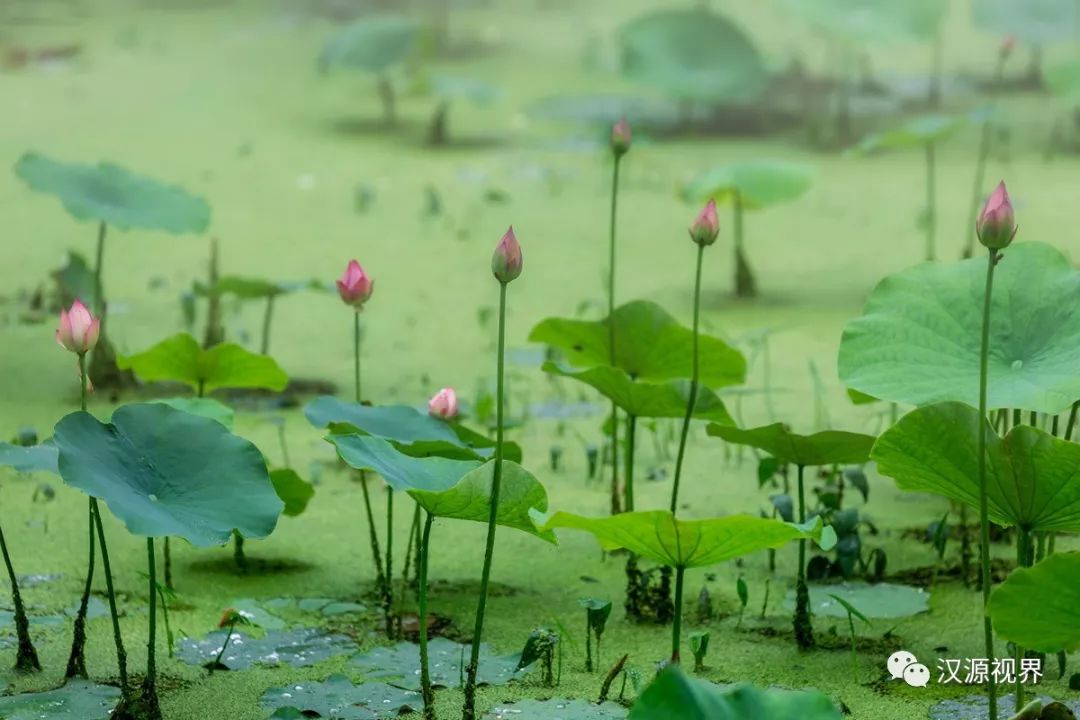 夏之恋--荷花| 宁强摄影师邀你共赏夏日荷塘美景