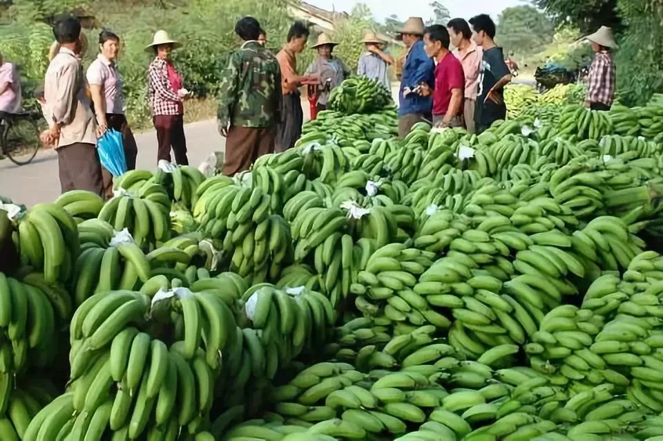 避免香蕉遭受严重损失,试试反季节种植栽培模式