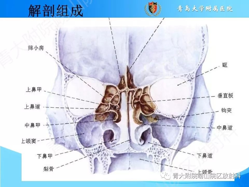 常见的鼻中隔学问也是如此之深