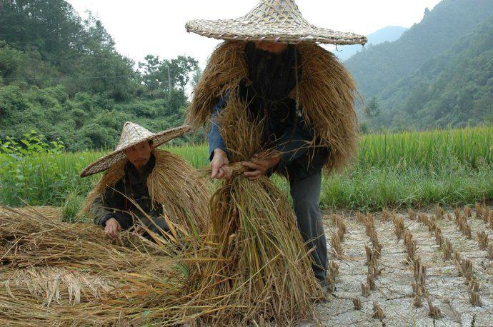 提到"蓑衣"就必须得说说"斗笠",一般它们都是"成对使用"的,是农民们