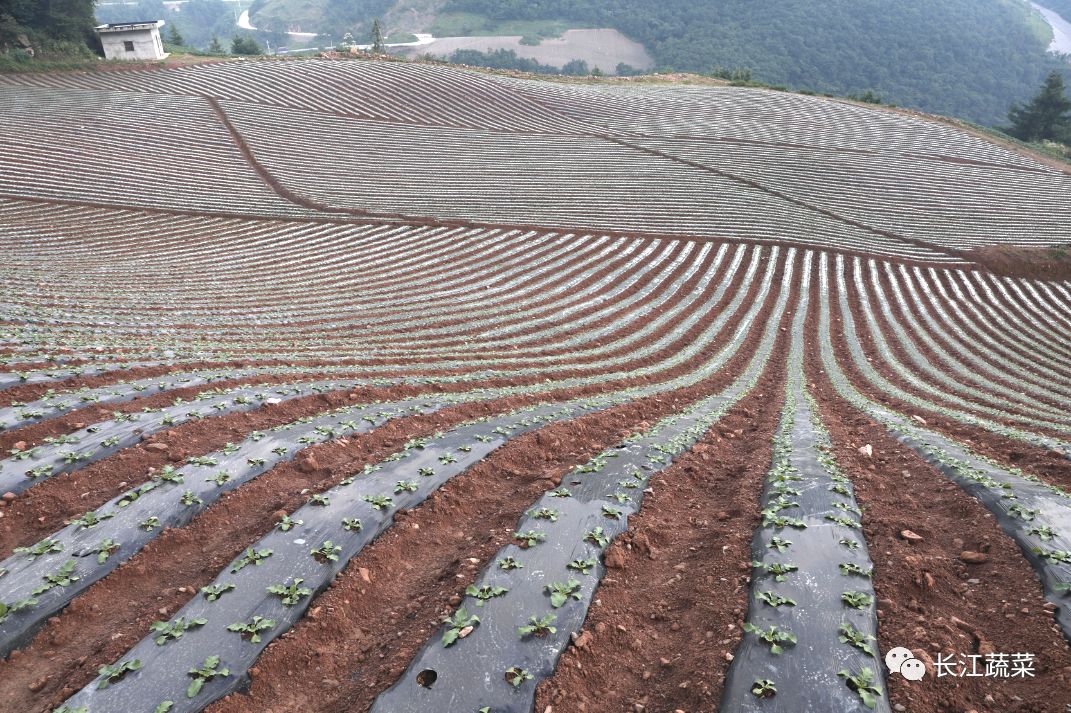 科研编织致富梦品质打赢市场牌长阳火烧坪高山蔬菜基地调研实录