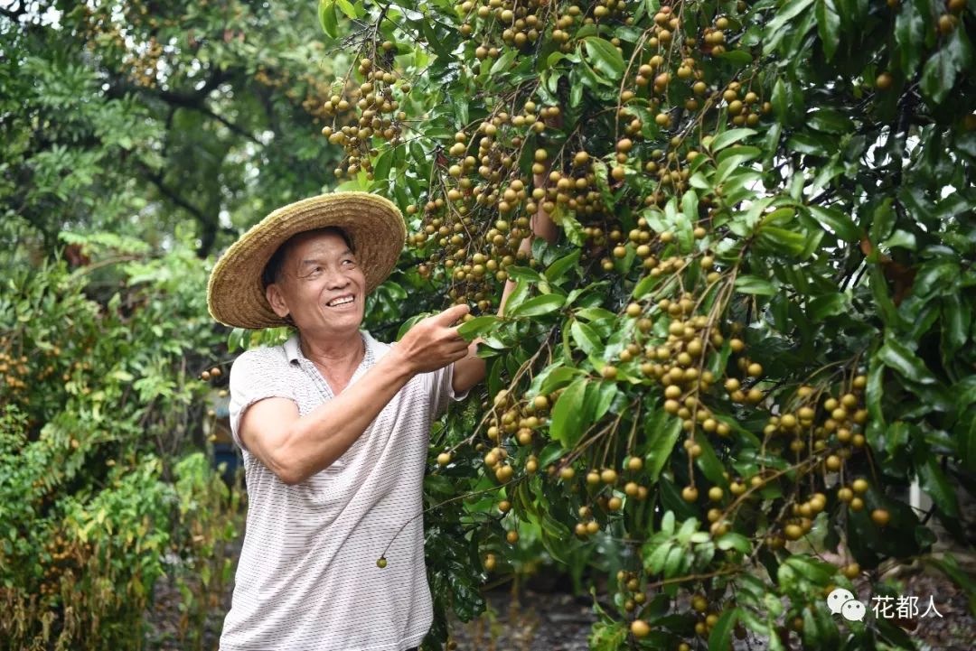 果农张生龙在采摘龙眼