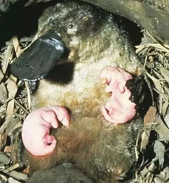 神秘的生物史前萌物鸭嘴兽动物档案馆