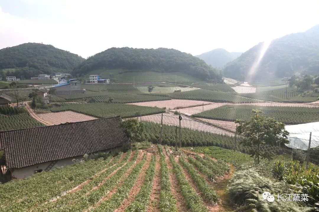 科研编织致富梦品质打赢市场牌长阳火烧坪高山蔬菜基地调研实录