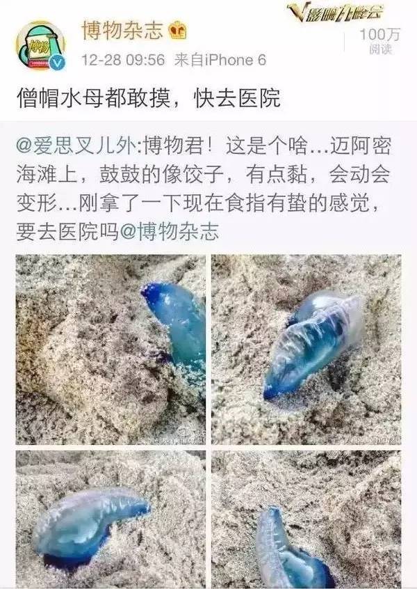 惠東人在海邊看到這種「塑膠袋」，立刻跑！千萬別猶豫！ 生活 第5張