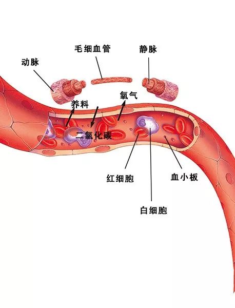 血管血液一直以同样的方式在全身流动.