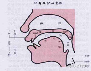 正常的发音是由发音器官各部分肌肉共同协作完成,当发音器官的结构或