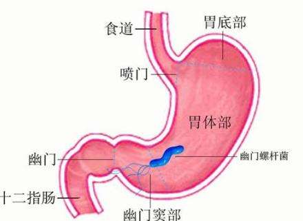 在外吃饭为什么要用公筷是一种什么菌可诱发多种胃病