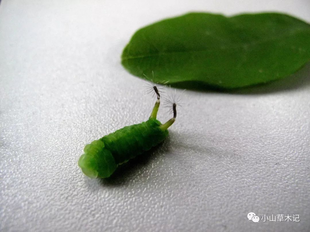 视频直击:银灰蝶幼虫尾管翻缩腺"开花",看看其如何耍花样驱赶敌人