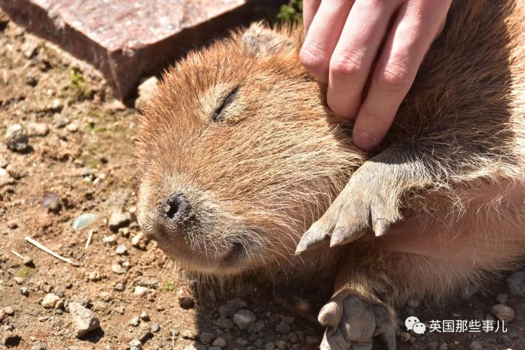 睡觉泡澡小碎步水豚如此松弛的动物看完也要躺一躺