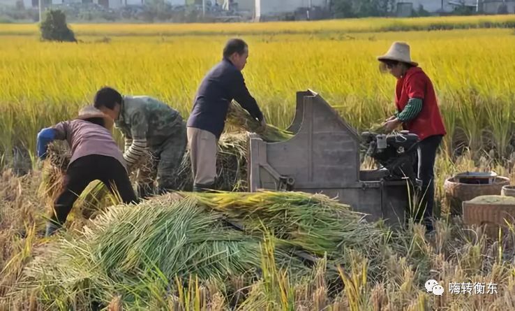 衡東人回來收谷了... 生活 第8張