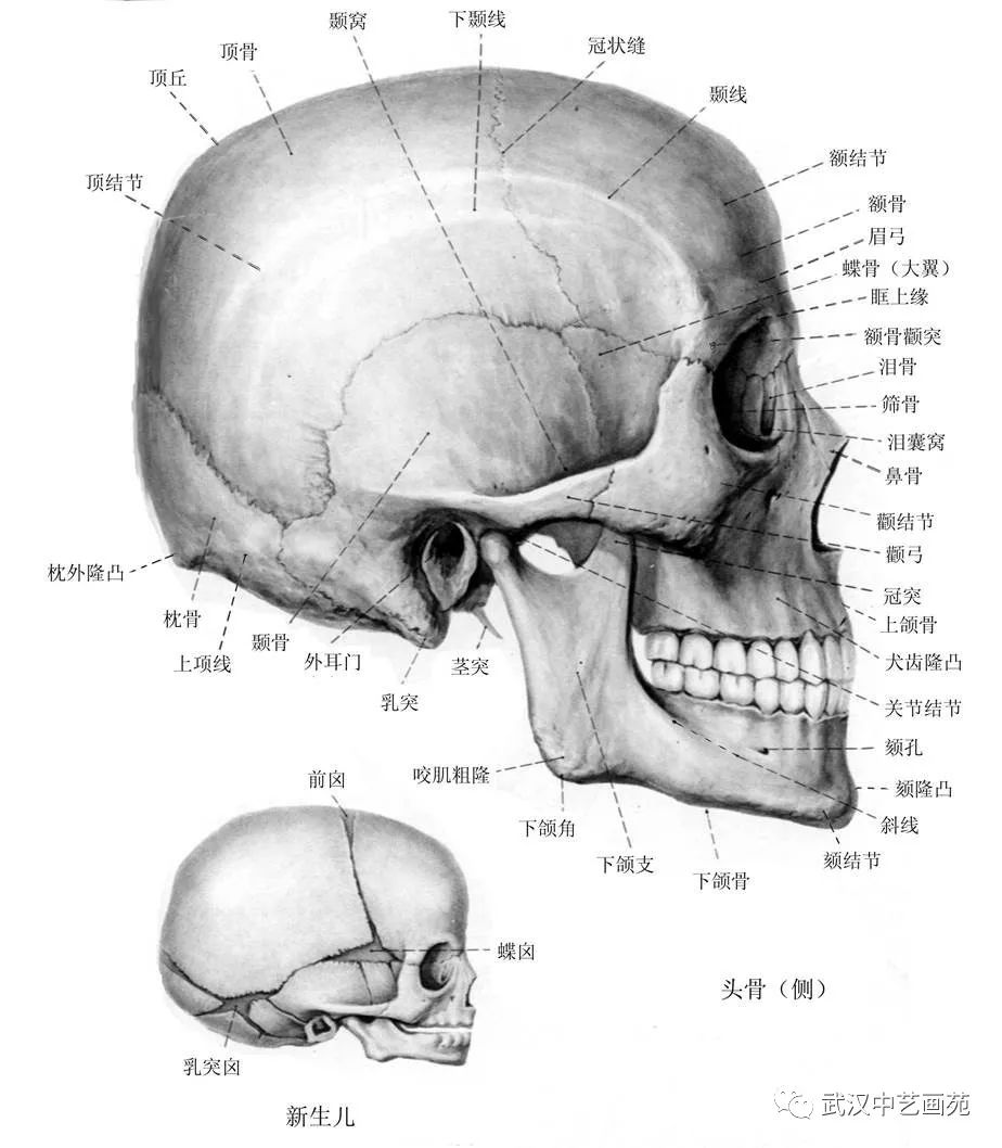 独家湖北美术学院郭子瑶教授应邀来中艺画苑作头骨结构解剖讲座