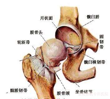 右侧大腿根部间歇性疼痛不定时发作疼痛时间短是什么造成的