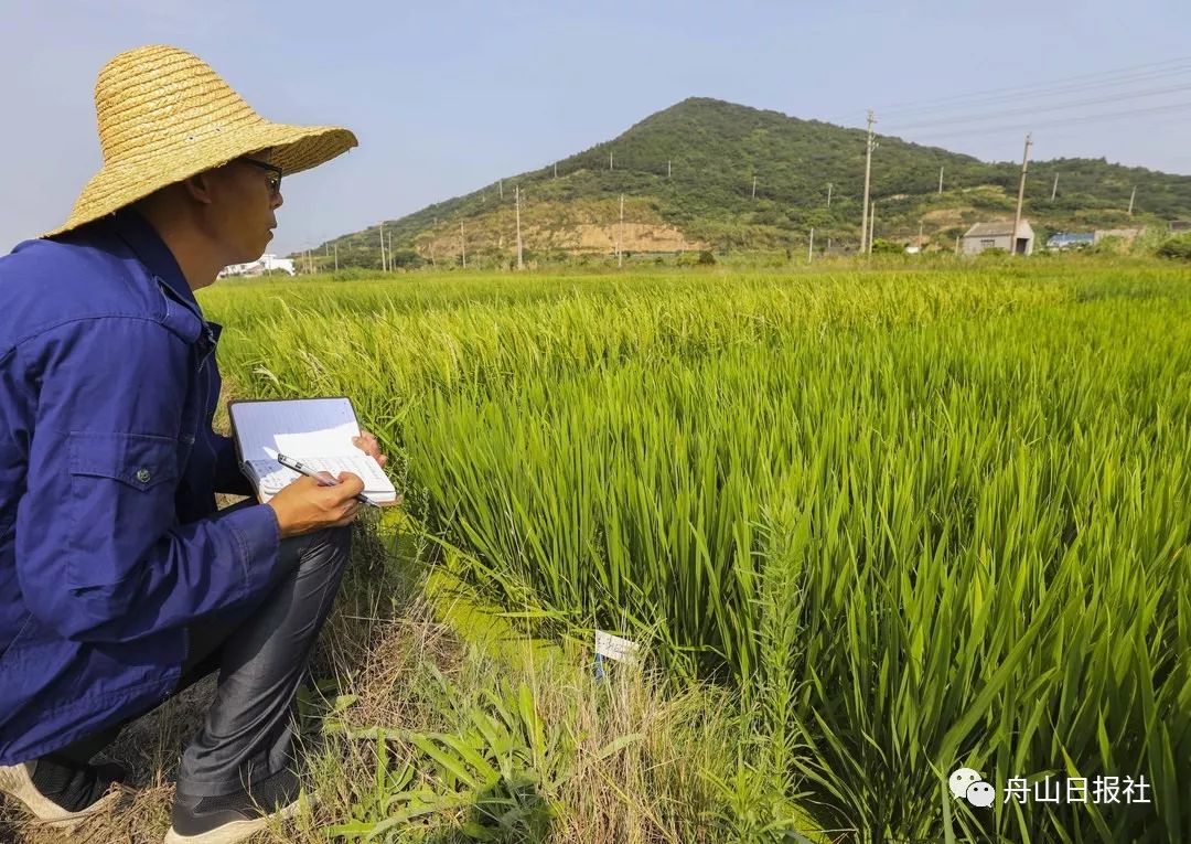 大眼发现丨厉害舟山种出了海水稻有视频有真相