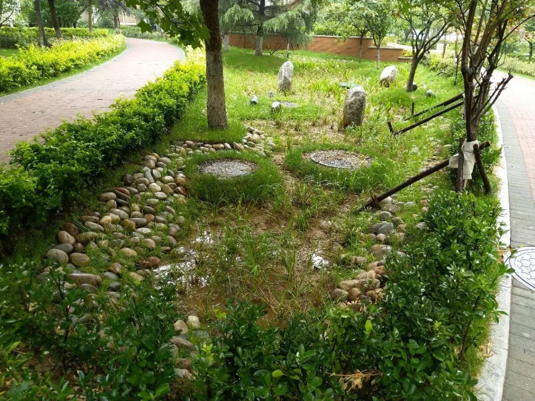 汇集在生物滞留设施中的雨水可以通过特定的土壤,砂和有机覆盖