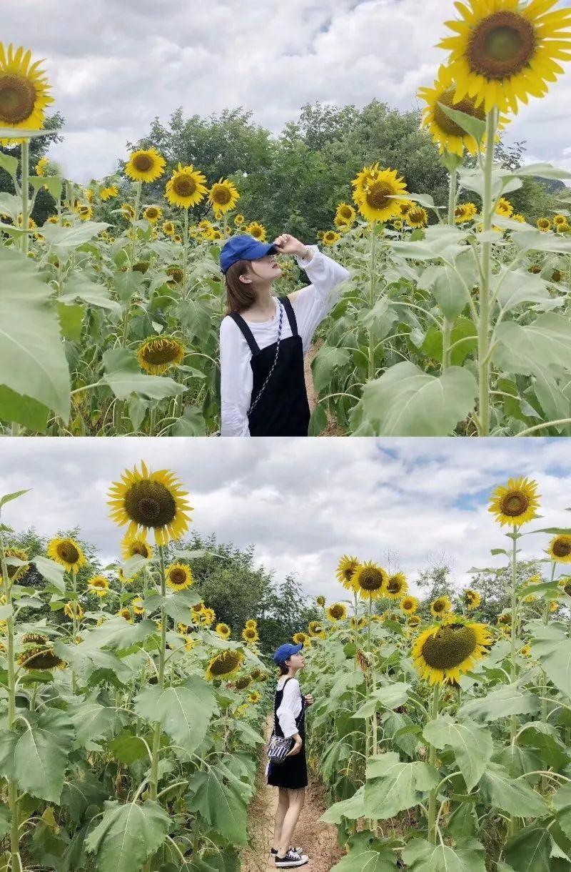 夏日炎热,可以选择临近傍晚的时候去赏花,晚霞下的向日葵更美哟!