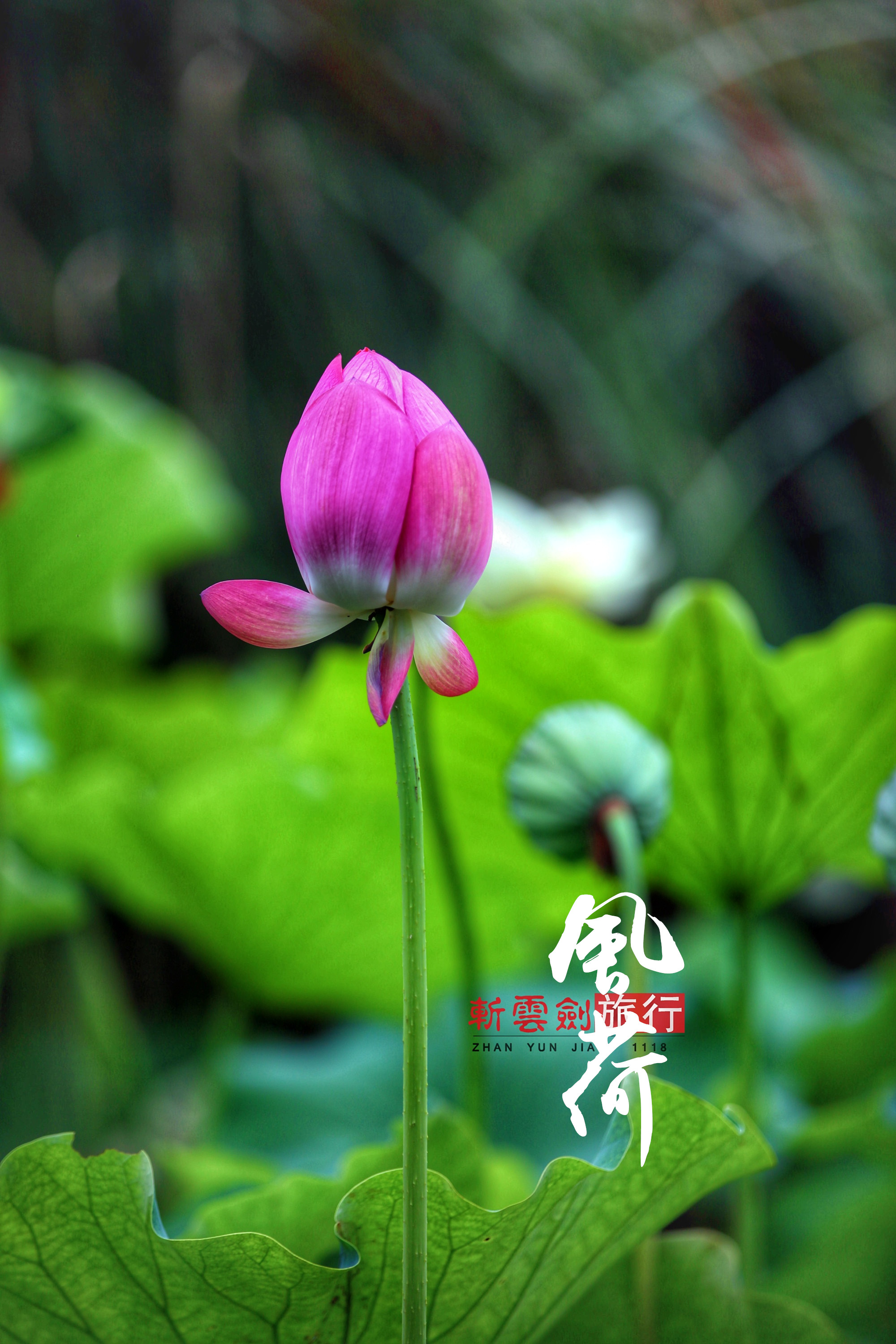 夏雨风荷简谱_夏雨风荷图片(3)