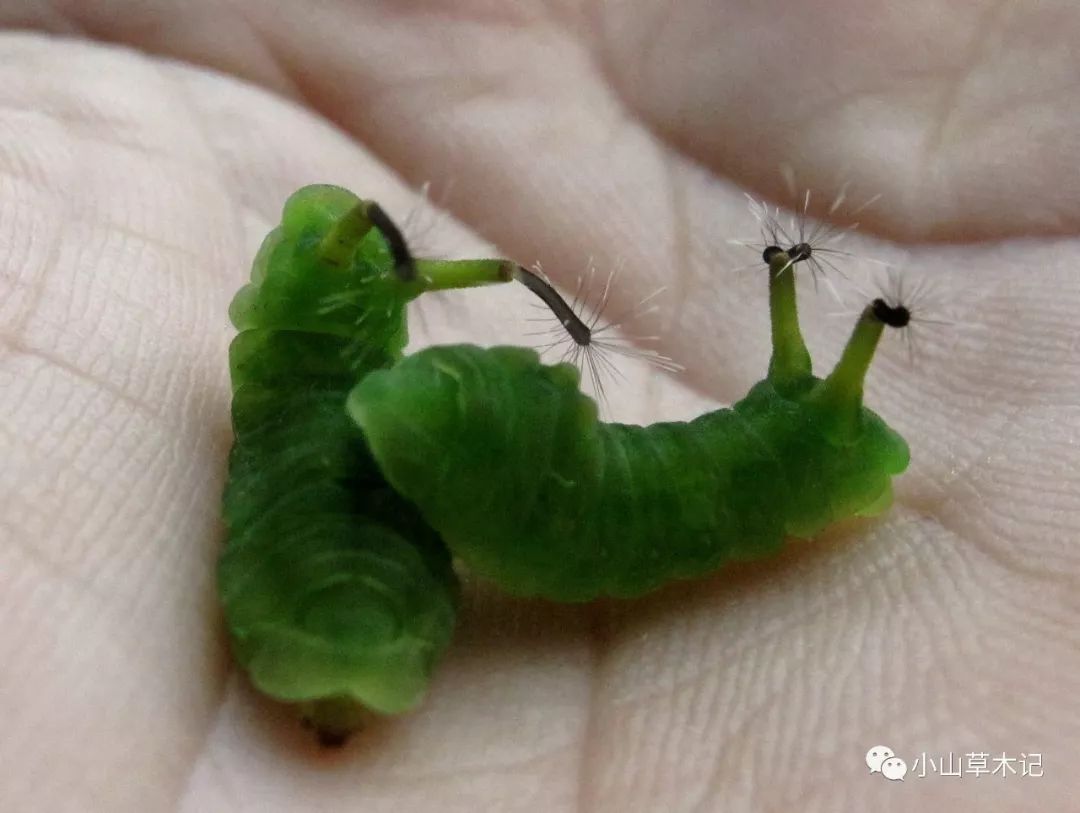 视频直击:银灰蝶幼虫尾管翻缩腺"开花",看看其如何耍花样驱赶敌人