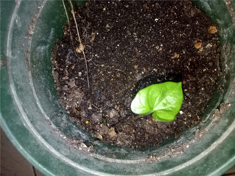 自己发酵就好了,这位花主子在使用的时候,因为没有封口,山药皮发芽了