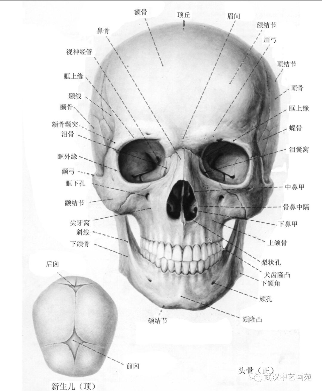 独家:湖北美术学院郭子瑶教授应邀来中艺画苑作"头骨结构解剖"讲座
