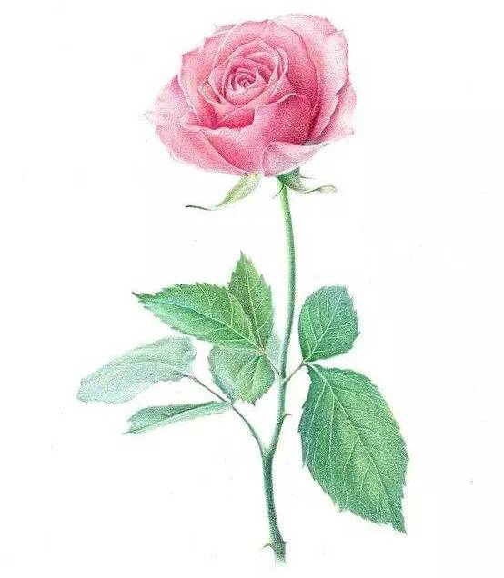 教程 教你用彩铅画一朵玫瑰花