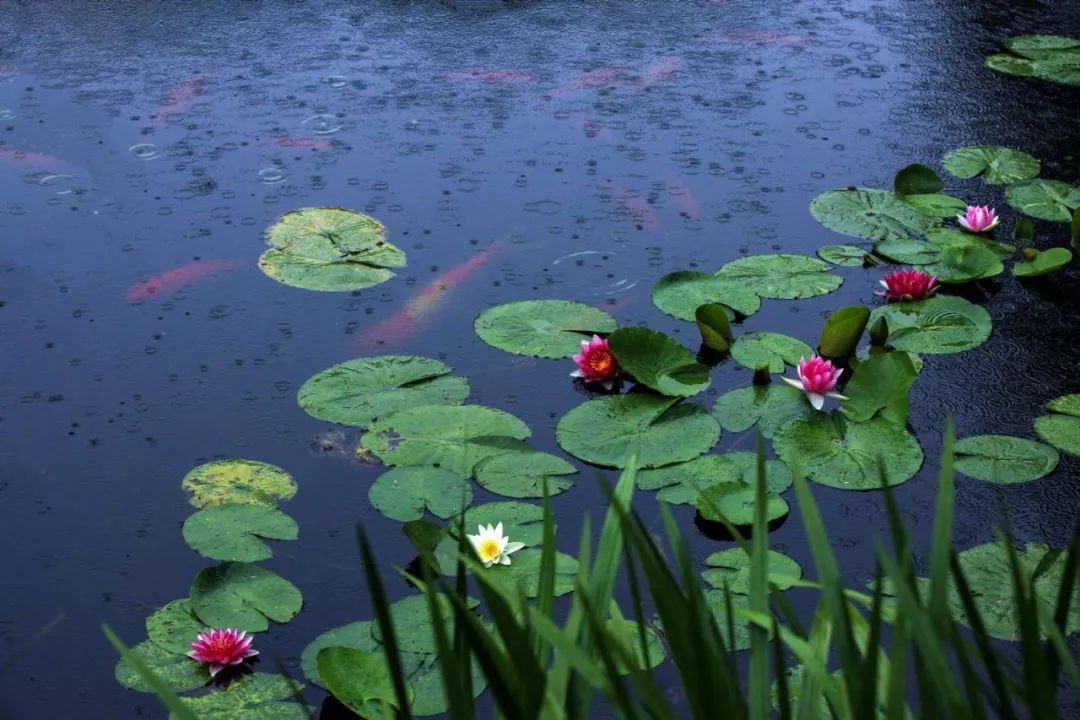 【丹东天气:多云 大雾 毛毛雨 复制粘贴又开始了…】【昨夜出现"热带