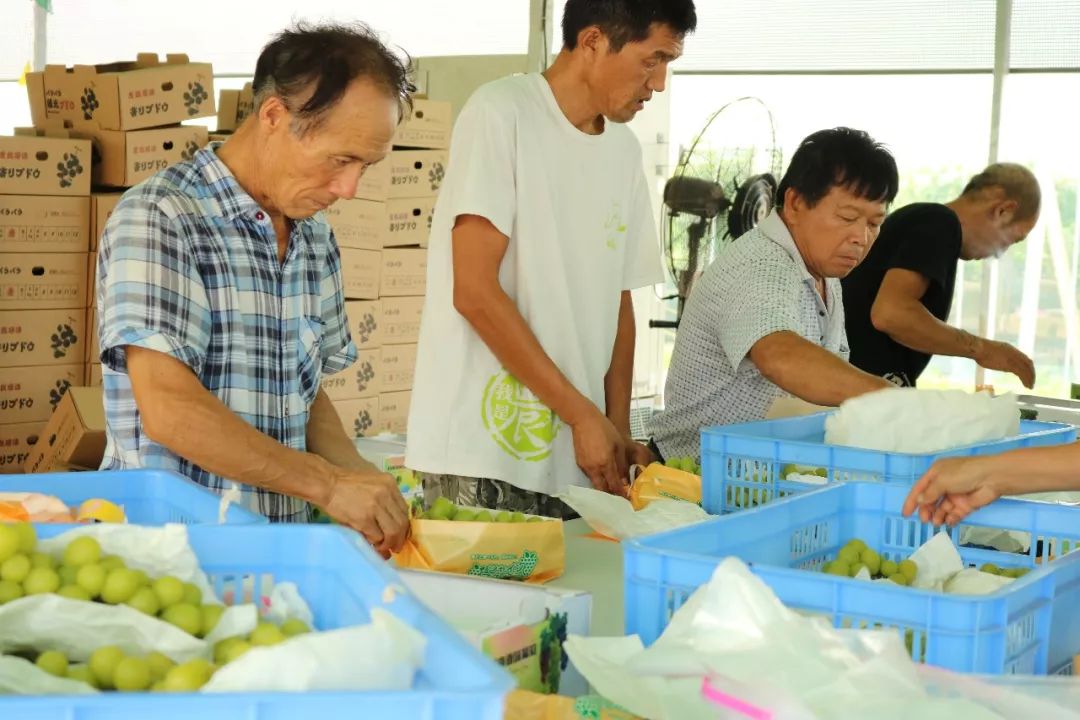 车旭涛教授为黄总介绍,果园利用避雨大棚和限根栽培技术,引进并筛选