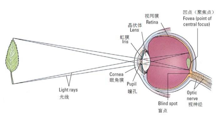 眼睛的原理_了解近视眼的形成原因以及眼睛的工作原理