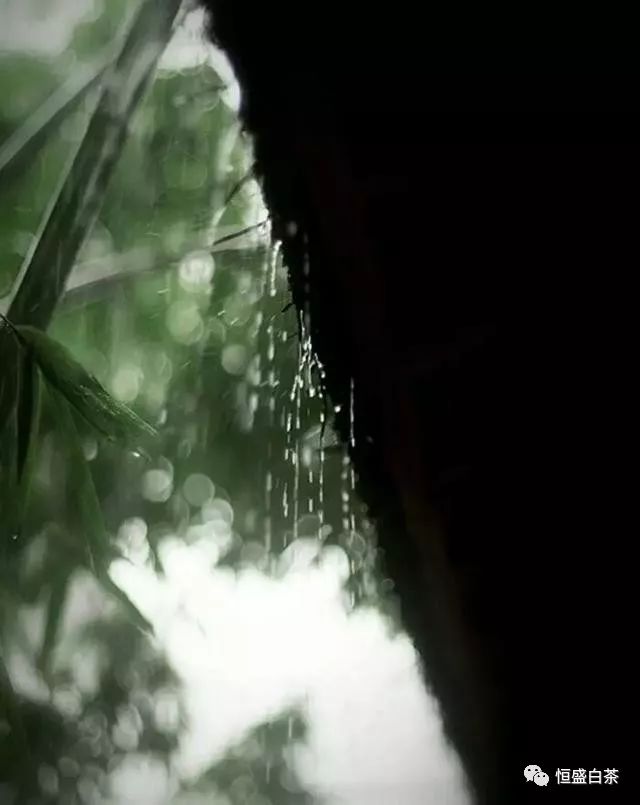 听雨 也能养心 听雨敲窗,听风成眠