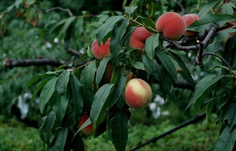 直接影响着桃树花芽分化质量和树体抗寒性和明年的生长结果