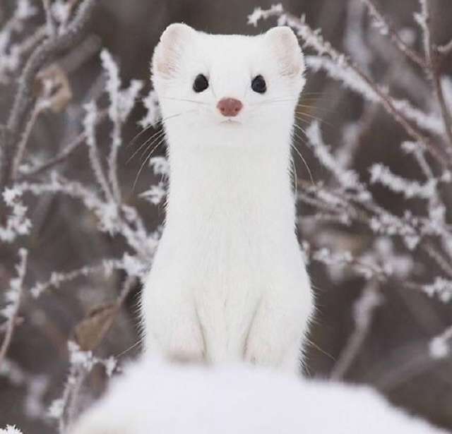 雪地里的小精灵,宠物届的一颗新星,乖巧与可爱的小貂