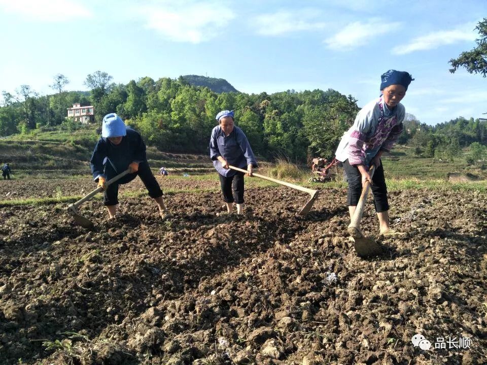 纳傍村人口