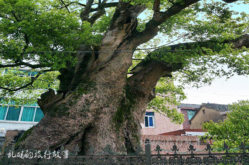 樟竹村人口_樟村坪中小学图片