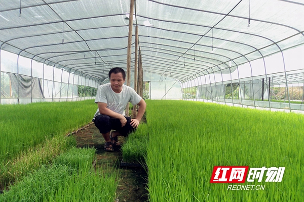 省科技示范户,省种粮大户赵延华正观察长势旺盛的杂交水稻秧苗.