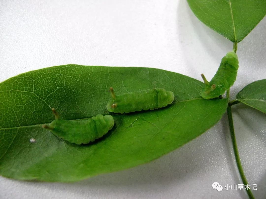 视频直击:银灰蝶幼虫尾管翻缩腺"开花",看看其如何耍花样驱赶敌人