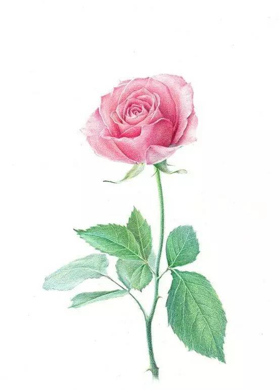 教程 | 教你用彩鉛畫一朵玫瑰花！ 生活 第8張