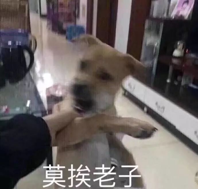 狗狗表情包:做狗不好吗?为什么要恋爱