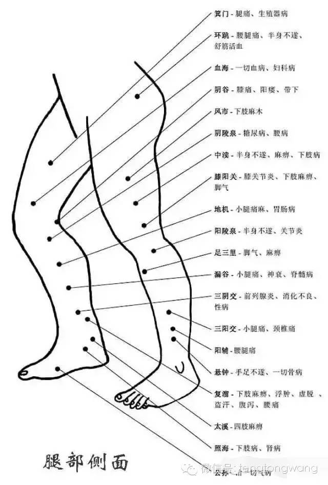 健康 正文  条口穴的作用:治疗肩臂不举,不肢痛麻,胃肠病 丰隆穴的