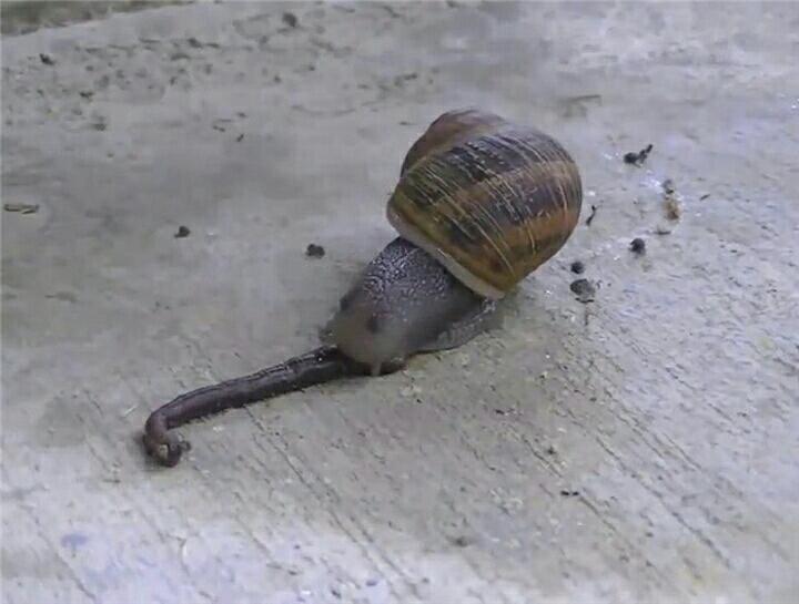 蜗牛捕食蚯蚓的罕见场景可以说是非常残酷了