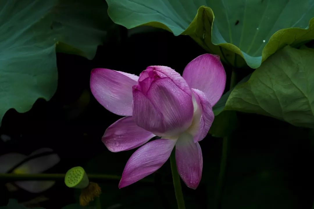 "佛花盛开,佛诞吉祥!" | 7月31日招宝山赏莲祈福两不