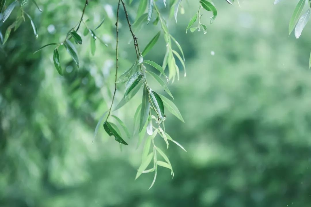 柳树雨水猜成语_雨水节气的柳树(2)