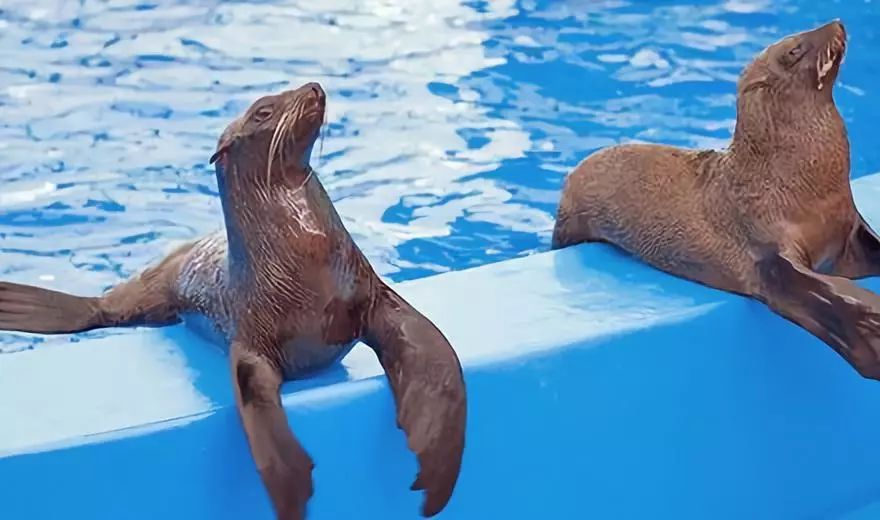 夏日清爽秘诀,海狮宝宝邀你来这儿过暑假