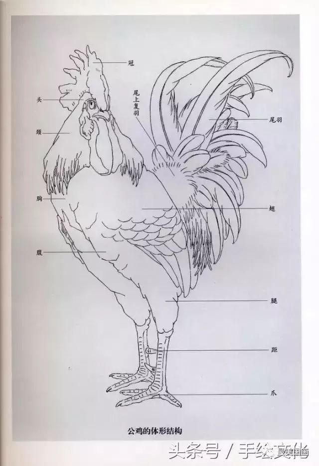 势公鸡头部的几种动势母鸡头部结构:公鸡的头顶上有着硕大红艳的鸡冠