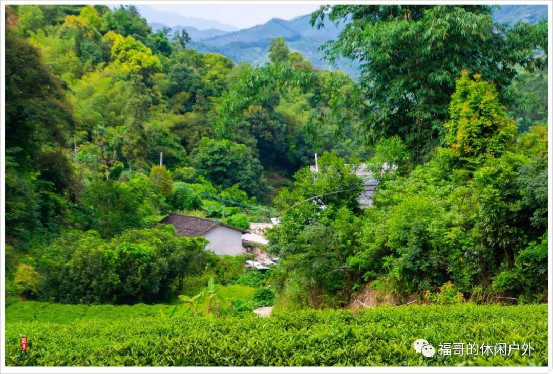 徒步坪溪茶园古山村双髻娘茶园红花树