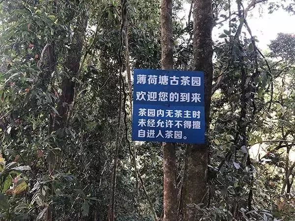 大骗局一个比一个震惊！ag真人2018茶界十