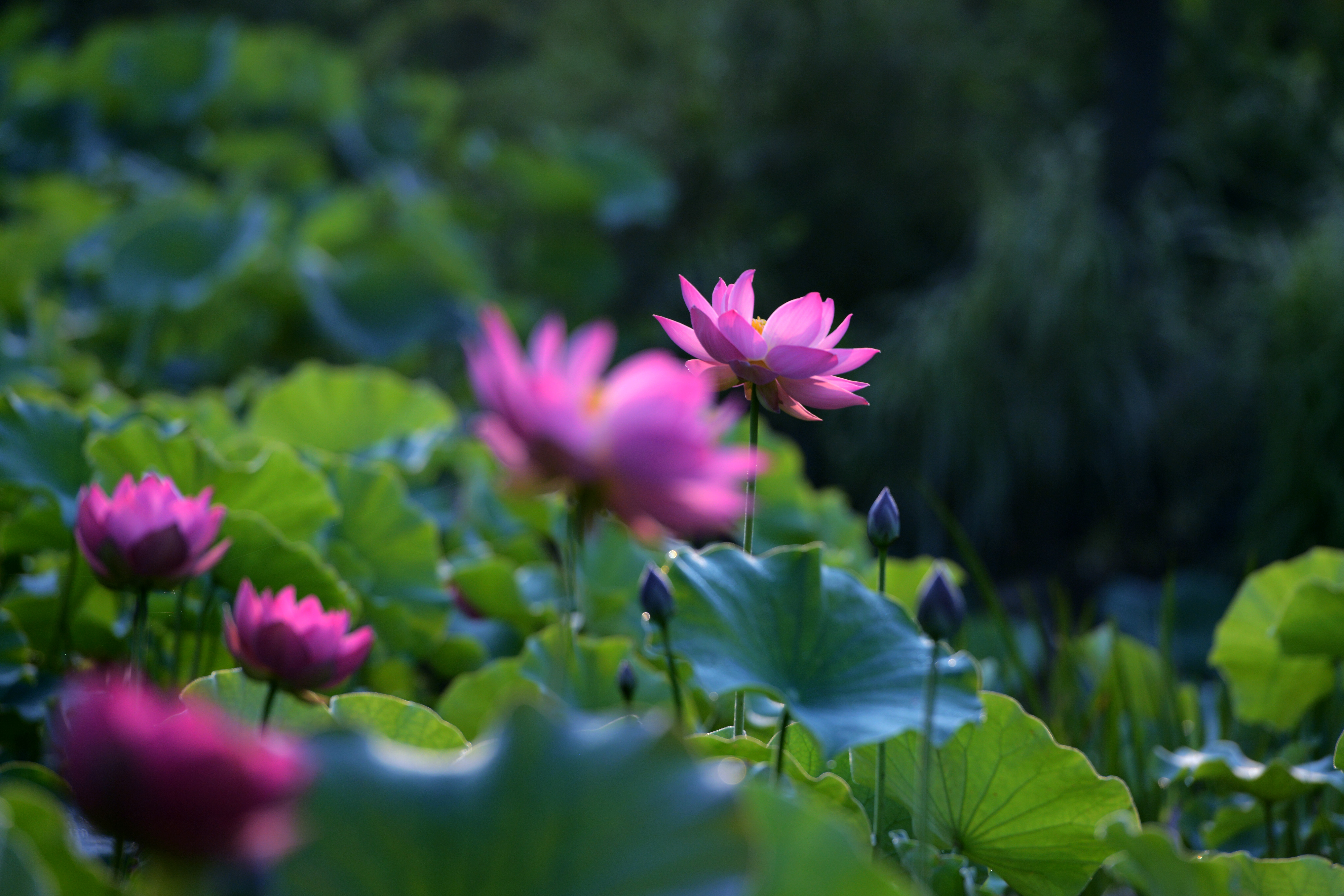 12 摄影:雨中的海棠 文:夜雨梅花 还有多少时光,驻足停留在一朵夏荷上