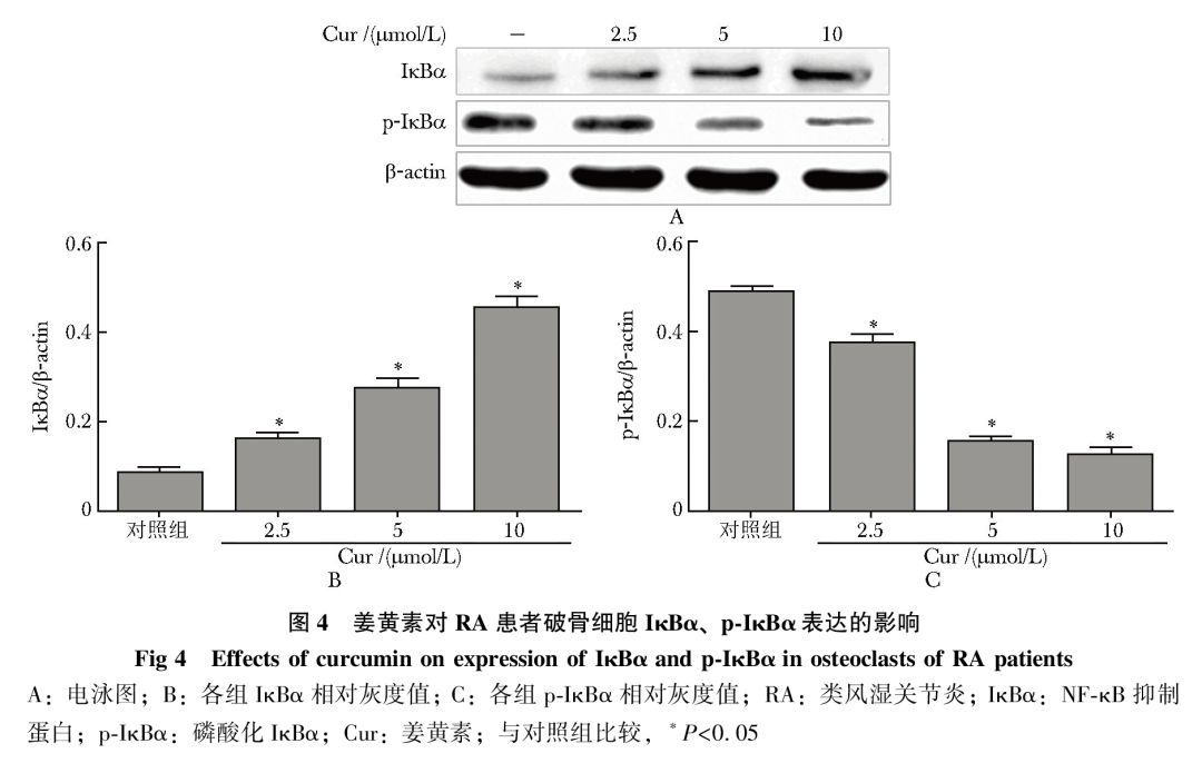 姜黄素通过抑制NF-κB信号活化减少类