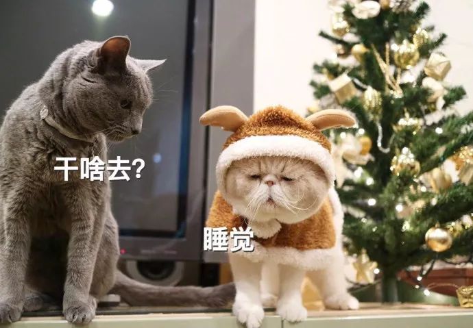 来自日本的橘猫—— 奶酪(チーズ),也因常年都一副困到睁不开眼的表情