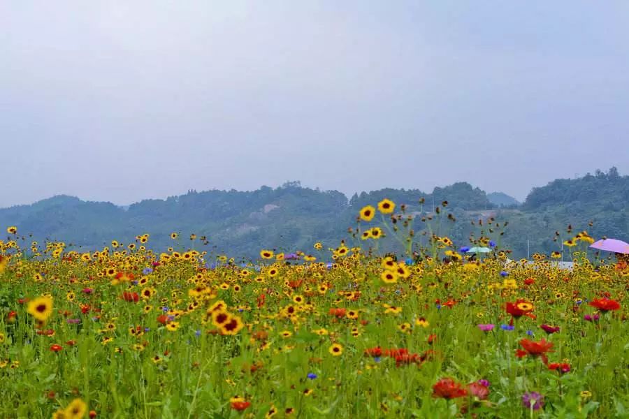 自驾:成雅高速——新津南——花舞人间 乘车:成都石羊场车站乘坐大巴